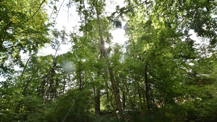 Naturnahes Wohnen, EFH, Bungalow + Garten + Waldgrundstück in Mölln Waldstadt - OTTO STÖBEN GmbH